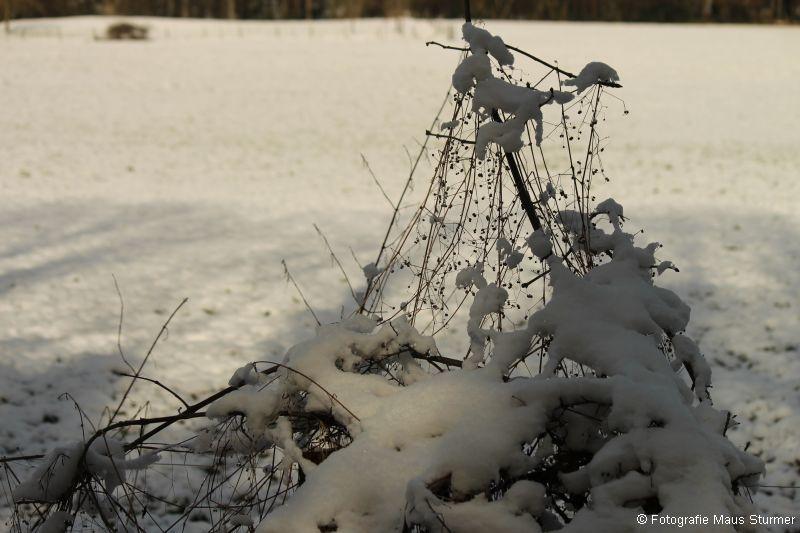 2013-02-10 (79) Vaals Moresnet Hombourg rondrit.jpg - In de top lijkt door de sneeuwvorming een hondje te hangen